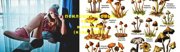 стафф Гусев